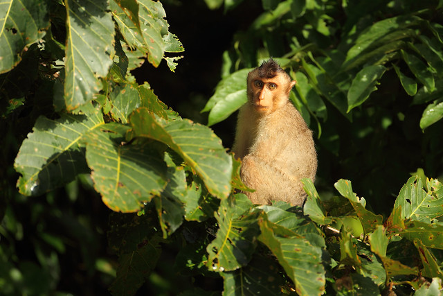 Pig Tailed Macaque