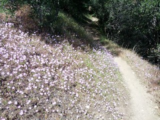 flowers on the trail! | by _-ellie-_