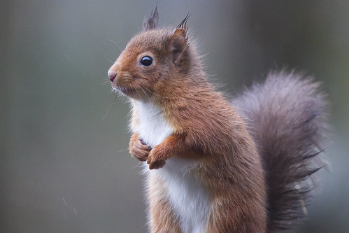 Alert Red Squirrel | by scottyboylamont