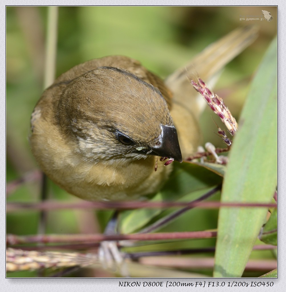 Scaly-breasted Munia  \ Spotted Munia \ Spice Finch \ Nutmeg Mannikin 斑文鳥 (Scientific Name: Lonchura punctulata)