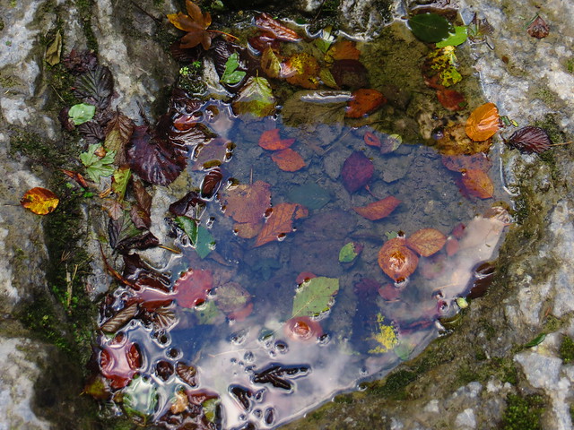 L'automne dans une flaque, Gorges de Kakouetta, Ste Engrâce, Haute Soule, Pays basque, Pyrénées Atlantiques, Aquitaine, France.