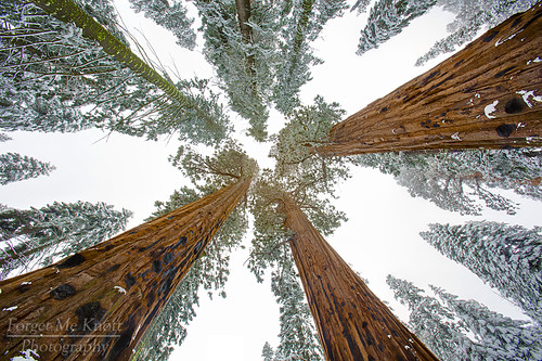 california trees snow storm giant nationalpark perspective fresh sierra lookingup redwood sequoia brianknott forgetmeknottphotography fmkphoto