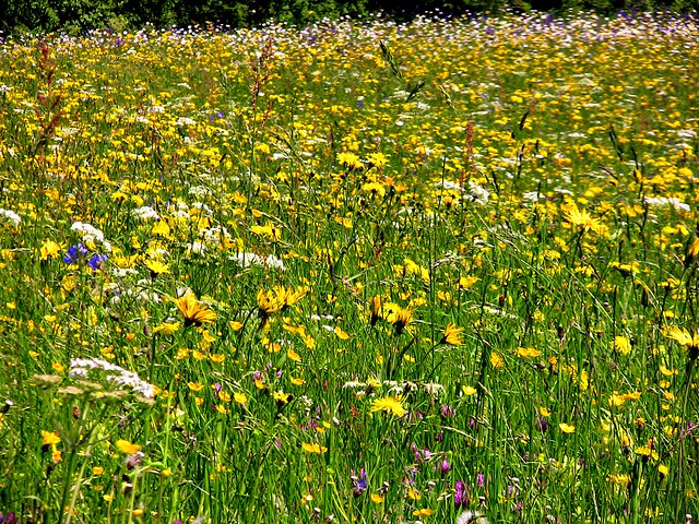 ILU- Schwäbische Alb , Frühlingswiesen , wildflower meadow, 74016/3510