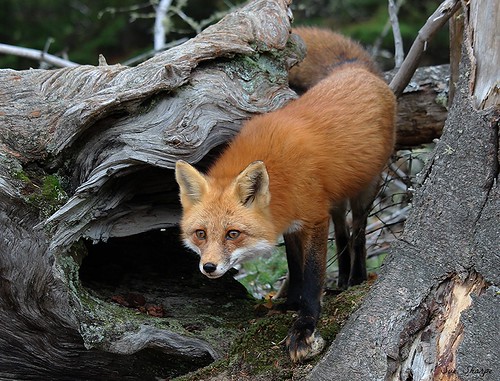 Red Fox | Algonquin Provincial Park, Ontario | Sue Sharpe | Flickr