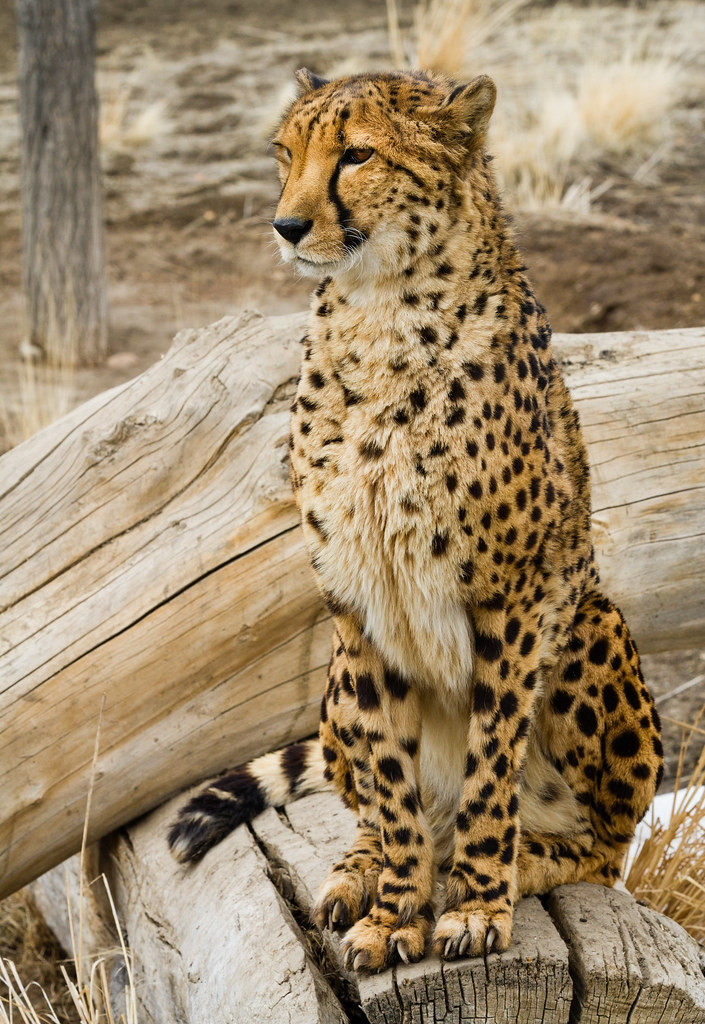 Animal Ark, Reno NV | Animal Ark, Reno NV | notgott | Flickr