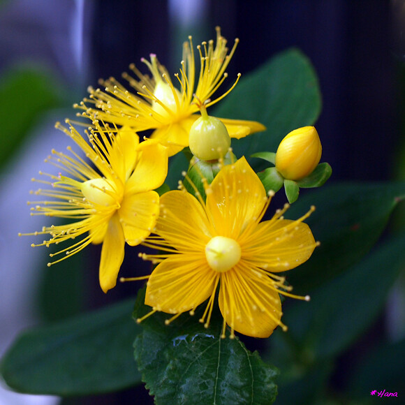 小坊主弟切 Hypericum Androsaemum ヒペリカム アンドロサエマムの花言葉は 悲しみは続かない Flickr