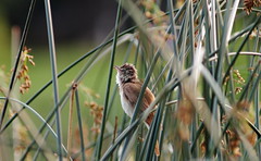 Очеретянка велика. Singing Great Reed Warbler. (Acrocephalus Arundinaceus)
