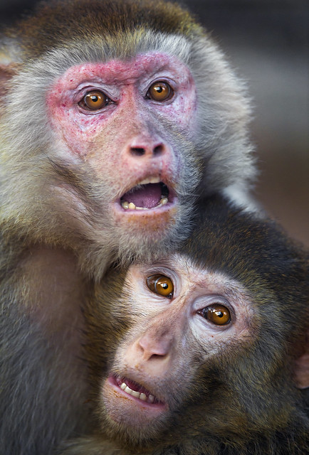 Two macaques holding each other IV