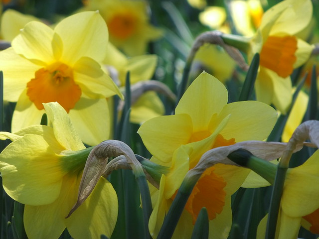 Tenby Daffodils, Princess Walk, Royal Botanic Gardens, KEW @ 20th April 2013 (Part 1 of 3)