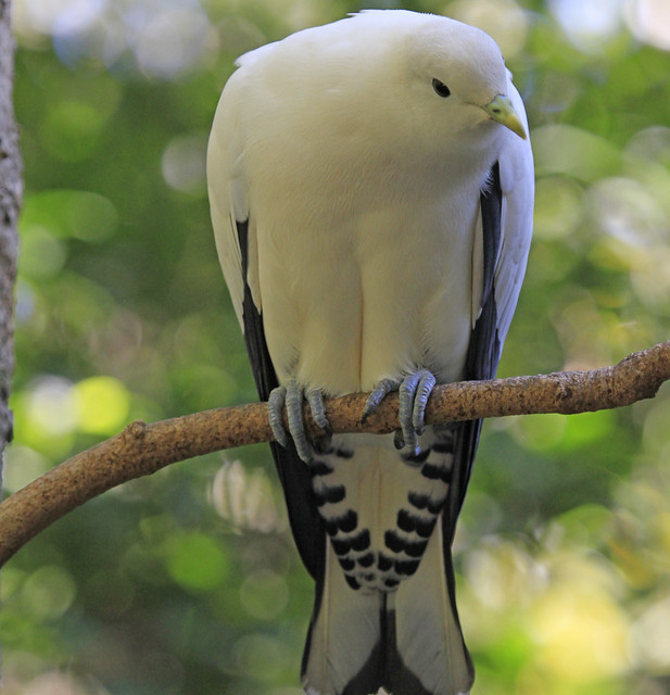 Pied (Torresian) Imperial Pigeon (aka Torres Strait Pigeon) (Ducula bicolor