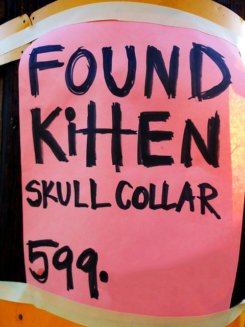 Found Kitten Skull Collar
