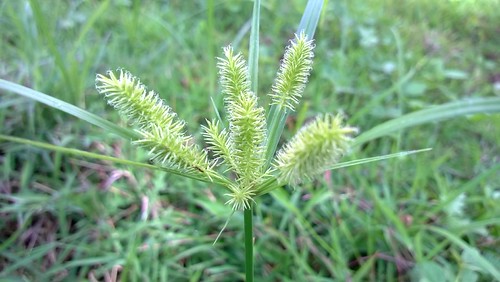 WP_20130906_041 by hrldrflbnl, green weed damo closeupshot damongligaw