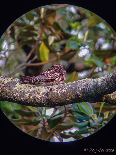 Common Nighthawk - iPhone DigiScope by Roy Cohutta Brown, Shortly after sunrise, this alleged female perched, and the male began his courtship display. We he