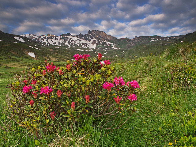 Alpine rose, Alpenrosen (Rhododendron hirsutum)