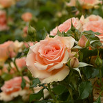 Rose 'Fragrant Apricot' raised in USA