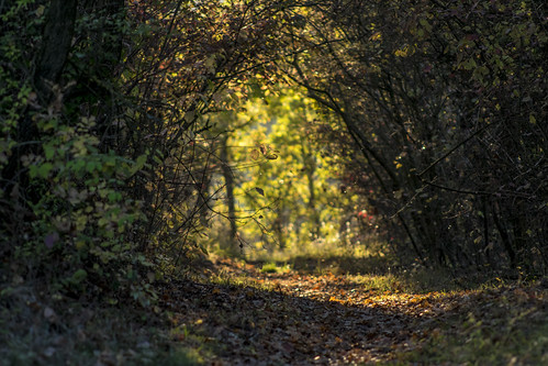 Ombre a Nirano 6 by Matteo_Marchionni, autunno autumn colors landscapes paesaggi ombre shadows tramonto sunset nature hills colline campagn