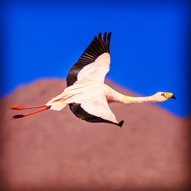 Flamingo's flight