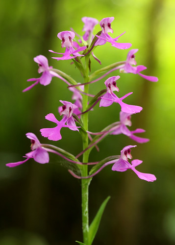 Platanthera peramoena, Purple Fringeless Orchid in habitat, Murray County, Georgia