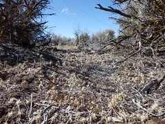 Mountain Home sagebrush steppe with intact soil crusts