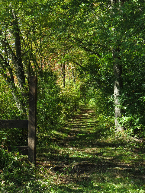 Wooded path