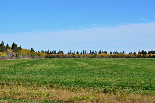trees canada green field nikon day manitoba autumncolors mb68 d7000 pwpartlycloudy