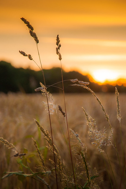 Bretagne-Montfort- Weeds in the Sunset