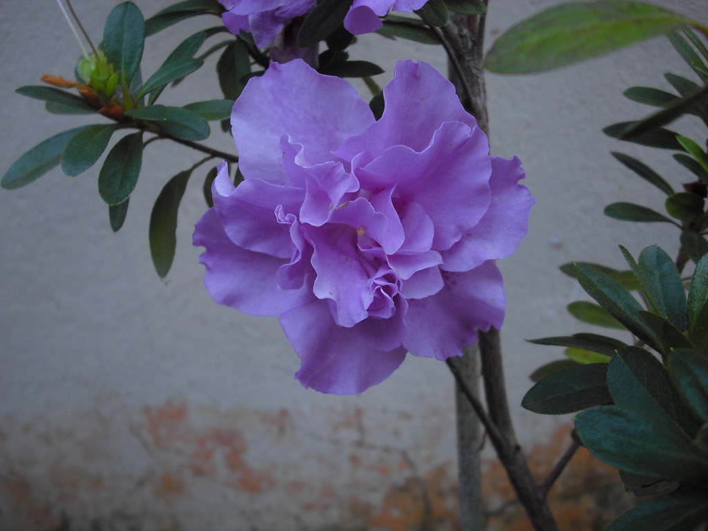 Azaleia dobrada - azalea folded | Essa azaleia lilás, maravi… | Flickr