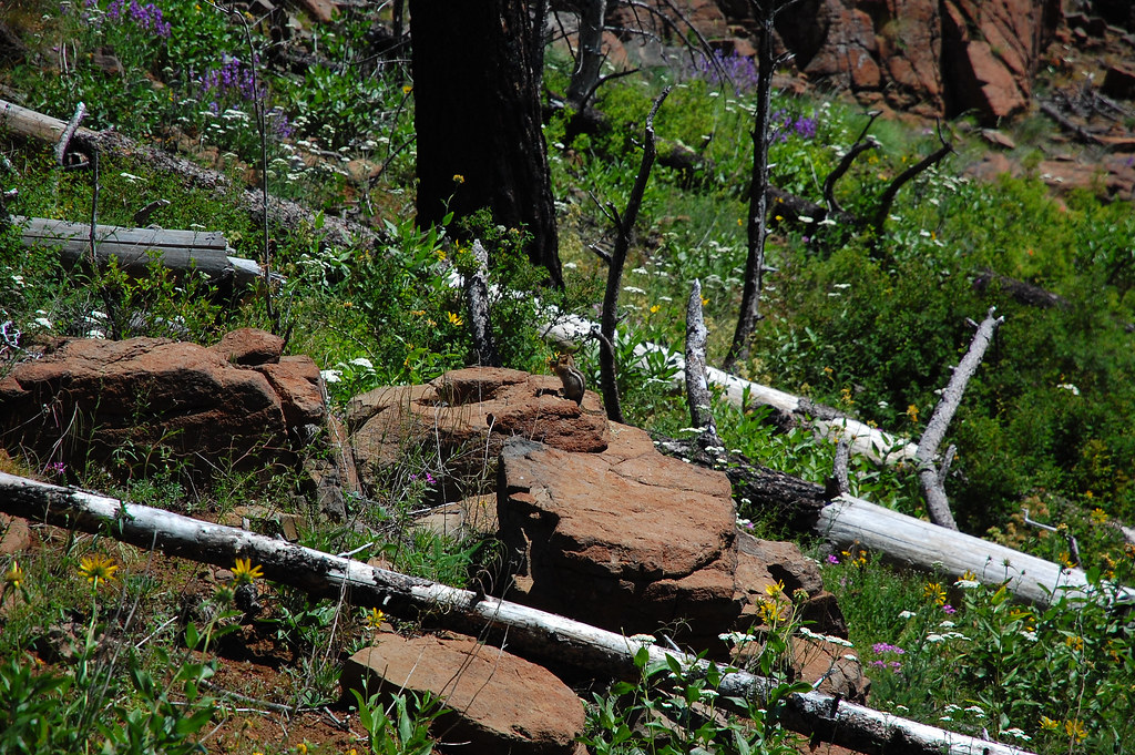 Four Mile Trail