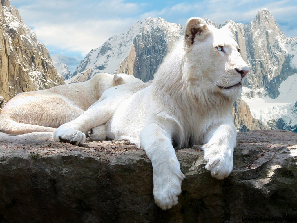White Lion Wallpaper | White Lion Wallpaper | Jiya Aggarwal | Flickr