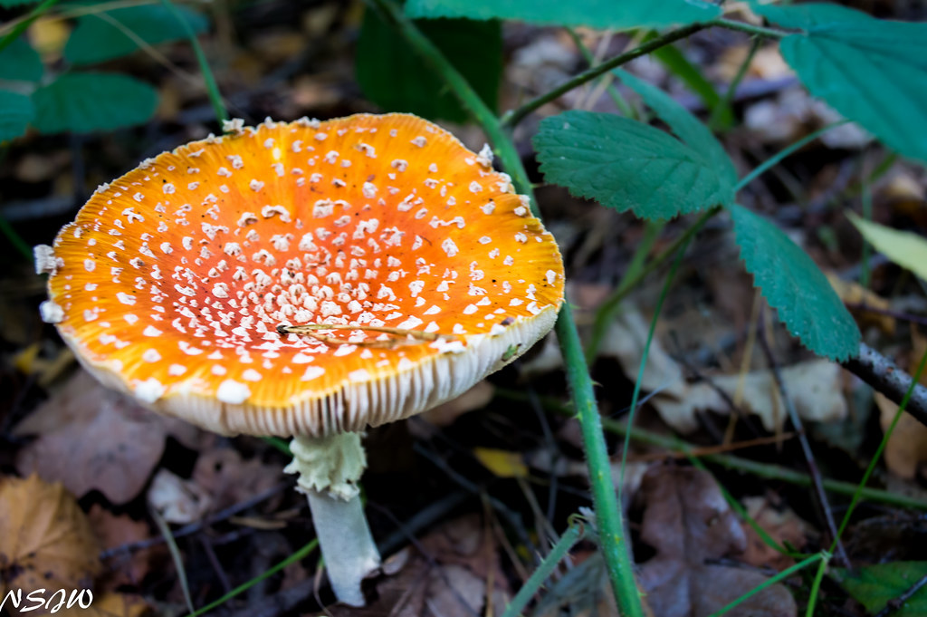 Fly agaric of some kind 2