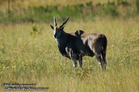 Common Eland - Taurotragus oryx