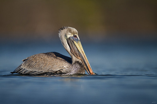 nature water birds florida wildlife superior pelican winner brownpelican wildbirds