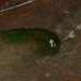 Grüner Shrimp unter Steinen entdeckt; blieb nach dem Ausräumen der steine aus der Schubkarre übrig. Ob der auch Photosynthese kann, wie die Zooxanthellen im Inneren der Muscheln?