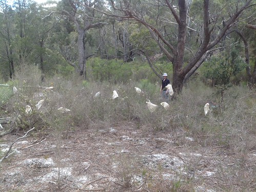 Bagging Conospermum (i) | by Royal Tasmanian Botanical Gardens