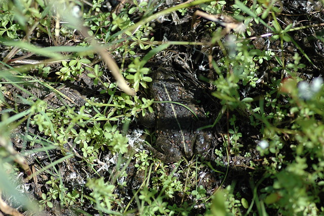 Bufo calamita (Natterjack toad / Rugstreeppad)