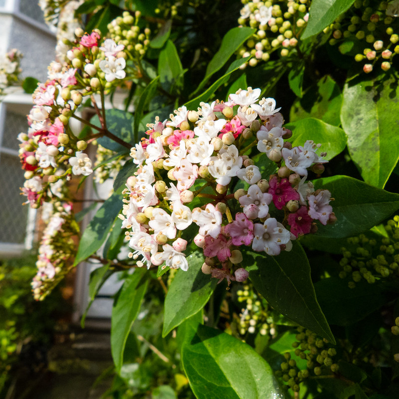 Viburnum flowering, January