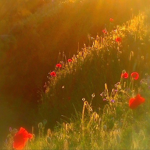 ◆ Easter memories from Crete ◆ ◆ Red Poppies bathing in the sunset at Agii Apostoli ◆