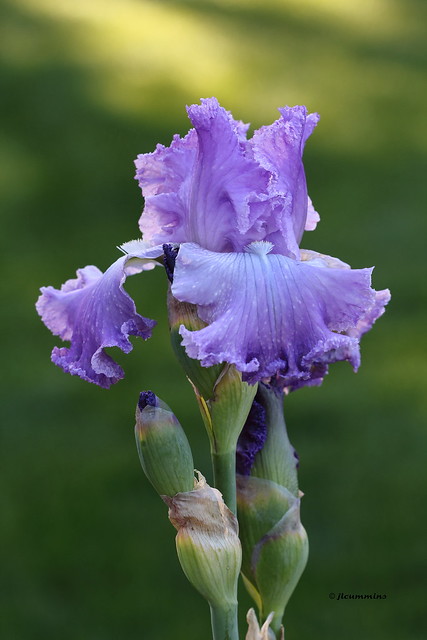 Tall bearded iris, 'Grand Waltz'