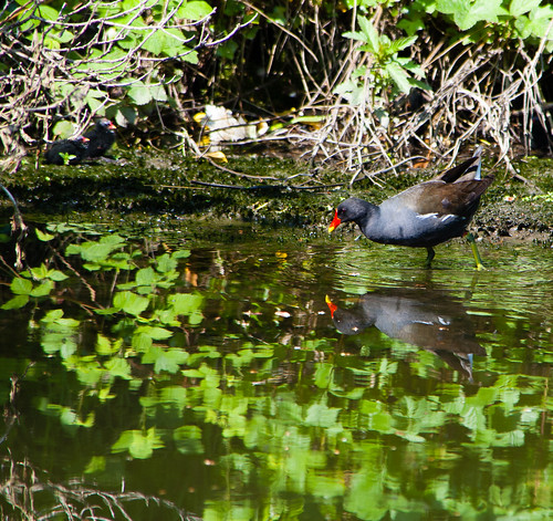 Moorhen with chicks on a rocky ledge