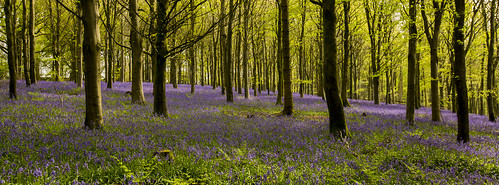 bulbarrowhill delcombewoods bluebells trees dorset blandford canon5d3 5d3 englishcountryside countryside