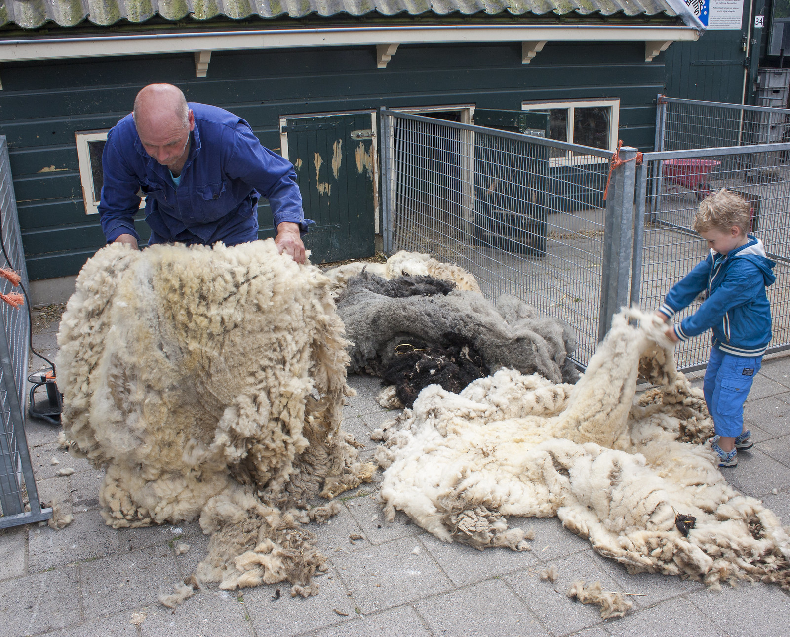 Sheep shearing (14)