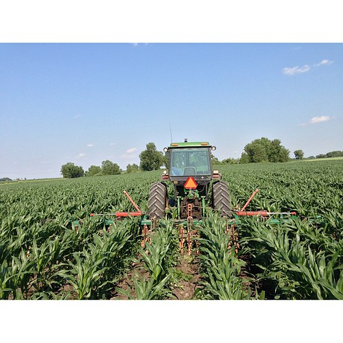Out cultivating the last field of corn the 2nd time through. This field of corn was planted on June 14th. by Organicfamerpaul, square squareformat iphoneography instagramapp uploaded:by=instagram