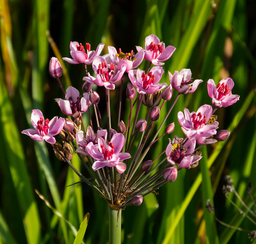 Reed with pink flowers