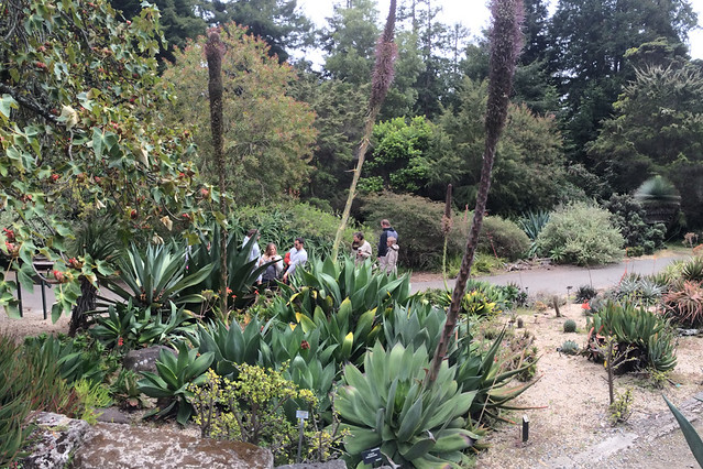 SF Botanical Garden - Agave