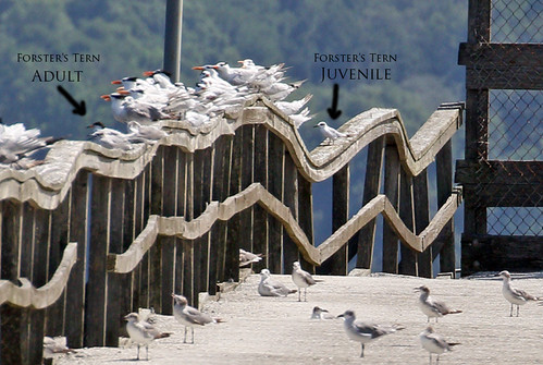 Forster's Tern | by Steve Raduns