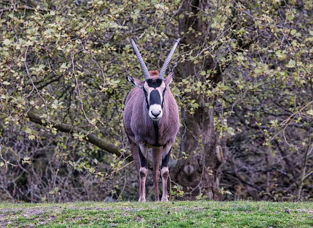 Fringe-eared Oryx (Oryx beisa callotis) at Woodland Park Zoo (4)