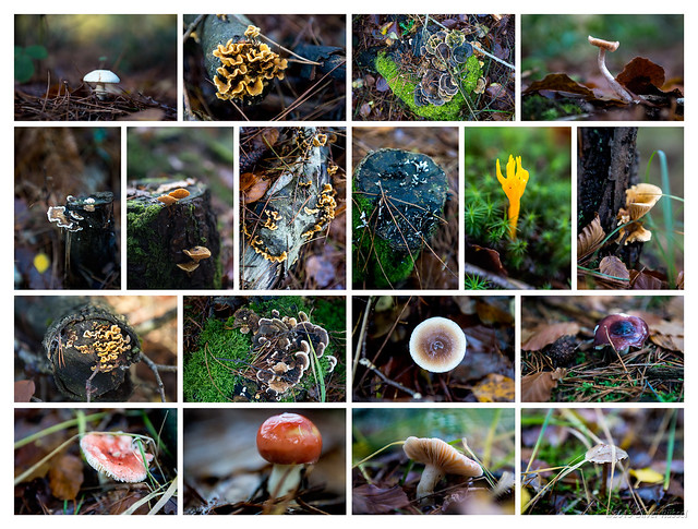 New Forest Mushrooms