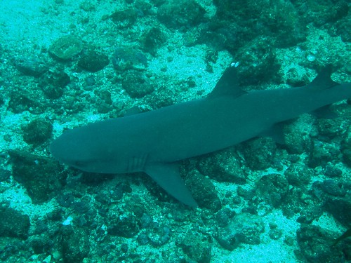 shark underwater scuba panama centralamerica coiba
