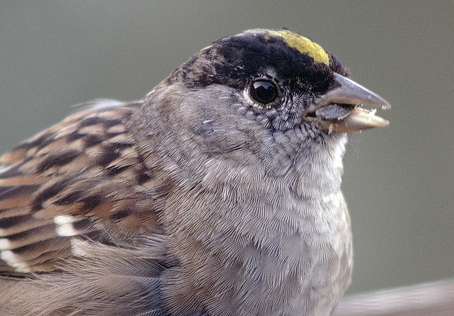Golden-crowned sparrow, up close and personal