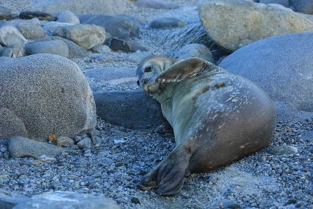 Beauty at Dusk Weddell Seal Inexpressible Island Ross Sea Antarctica
